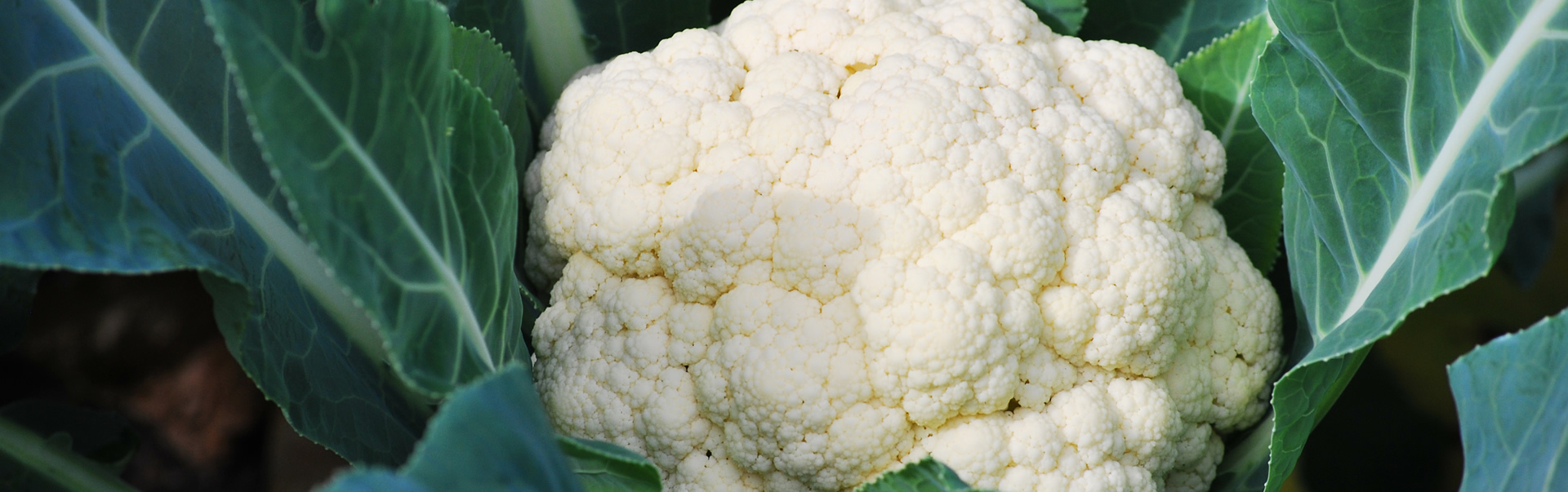 Cauliflower Closeup