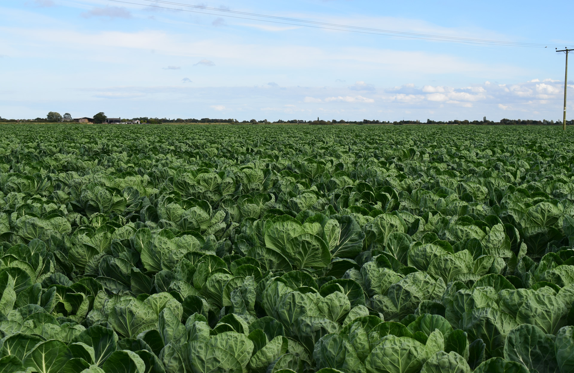 Field of Cabbages