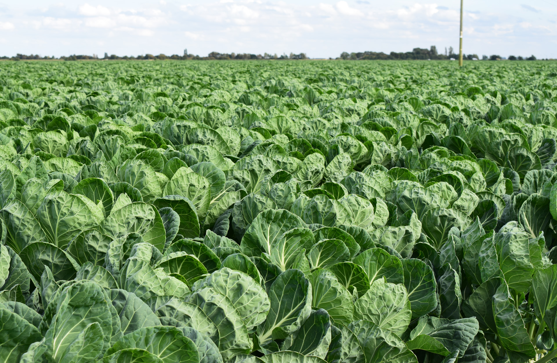 Field of Cabbages