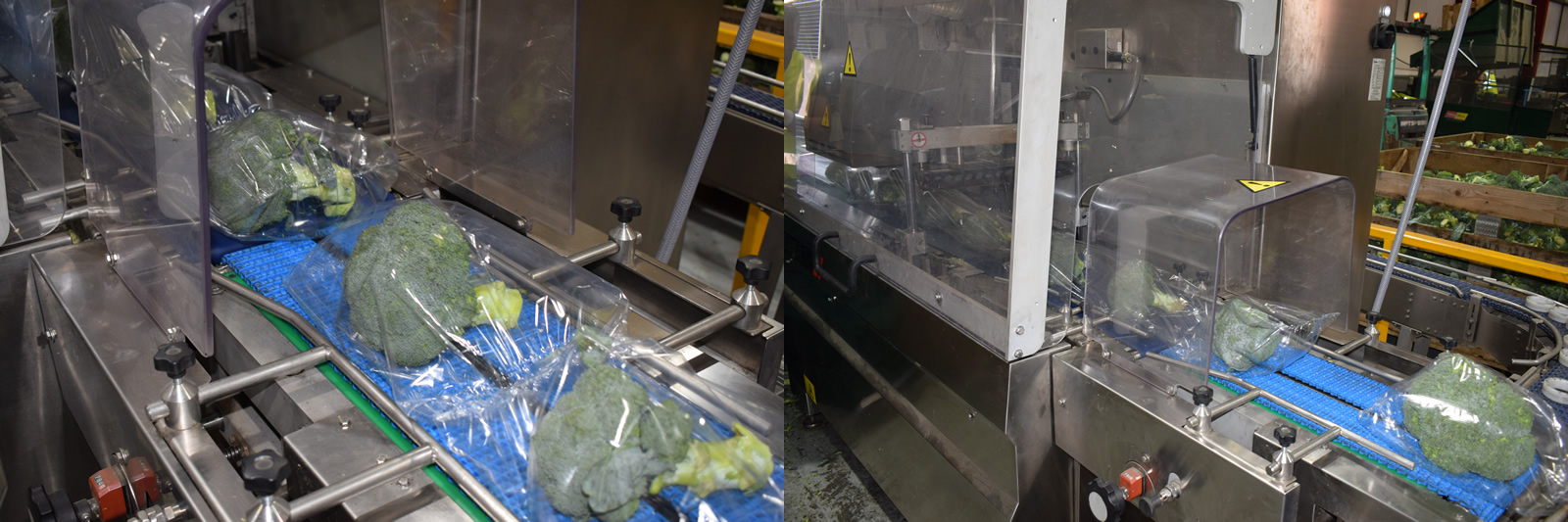 Vegetable Packing Machine