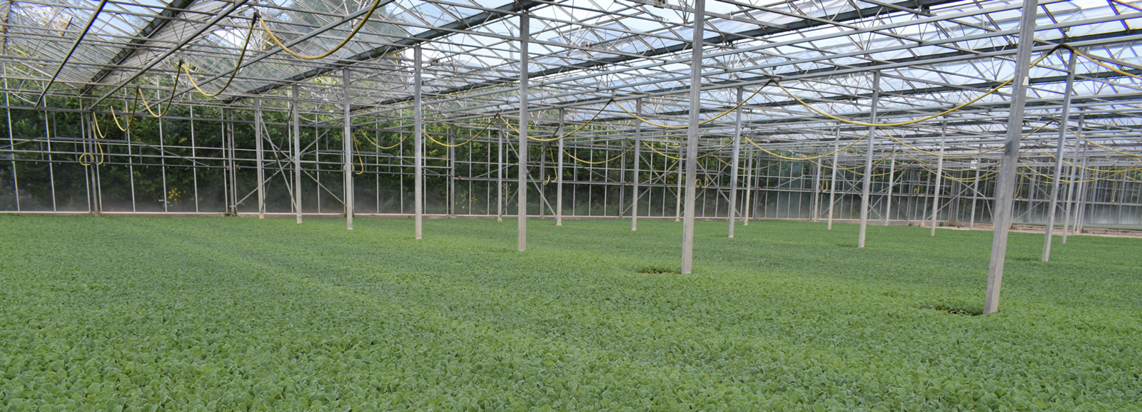 Greenhouse full of veggies