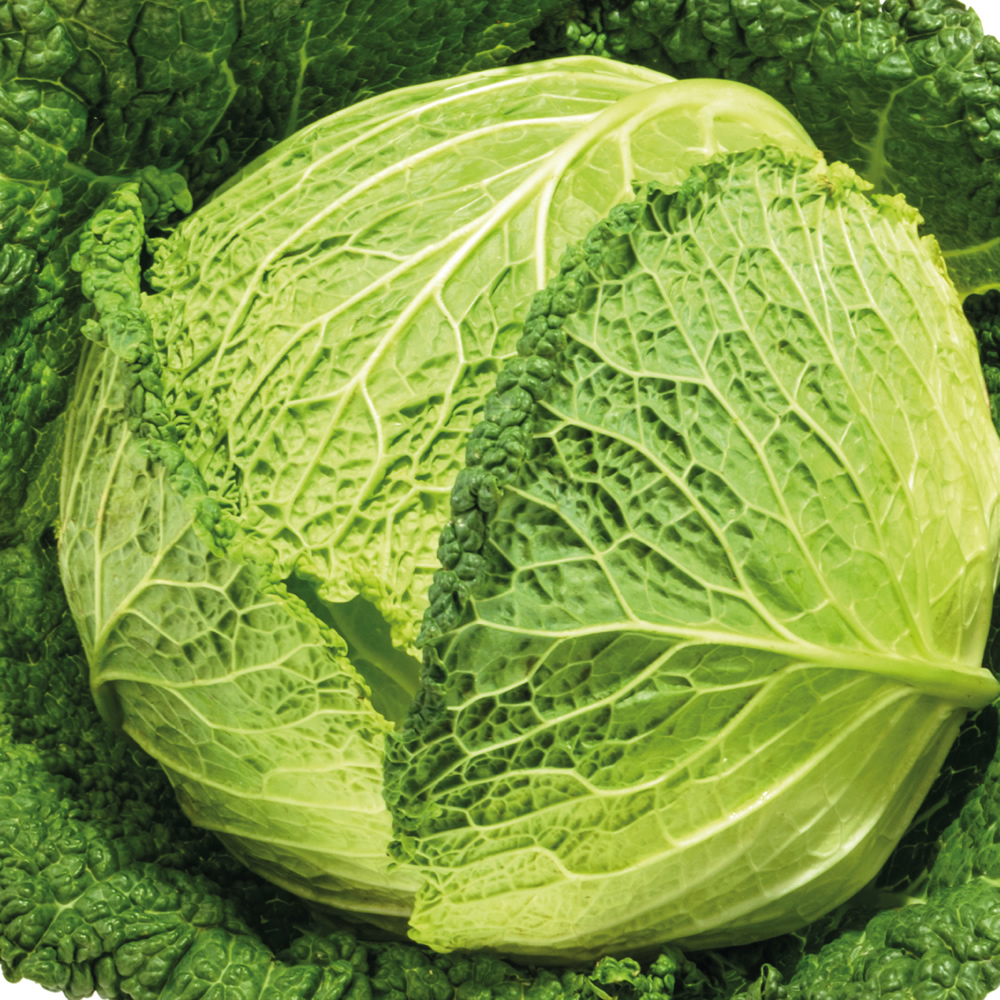 Savoy Cabbage