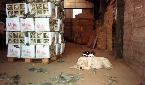 Image 12